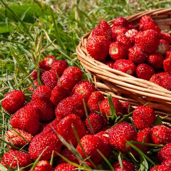 Potagères - Fraisier des Bois - BIO - face recto